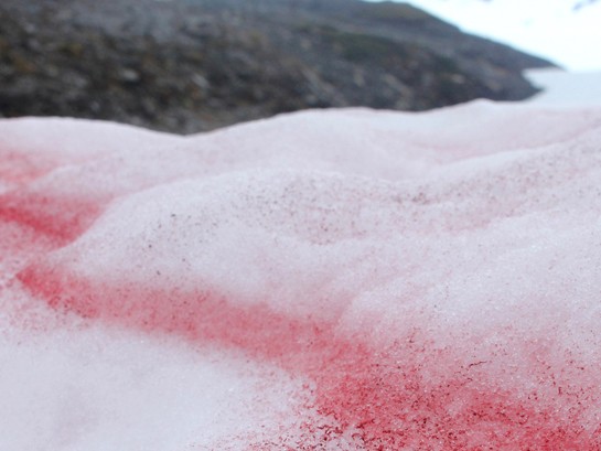 Swiss Image - Snow Algae