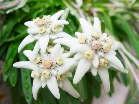 Swiss Image - Edelweiss Extract